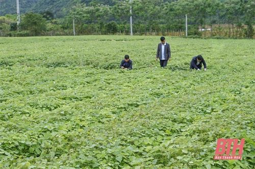 Tập trung chăm sóc, phát triển vùng nguyên liệu gai xanh