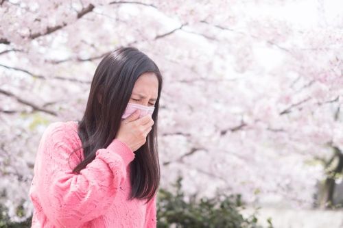 Lượng phấn hoa ở Nhật Bản dự kiến lên cao kỷ lục trong 10 năm