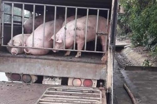 Giá heo hơi ngày 20/2/2023: Duy trì ở mức thấp, người nuôi thua lỗ