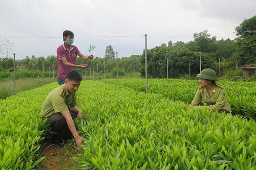 Mở rộng diện tích rừng trồng gỗ lớn