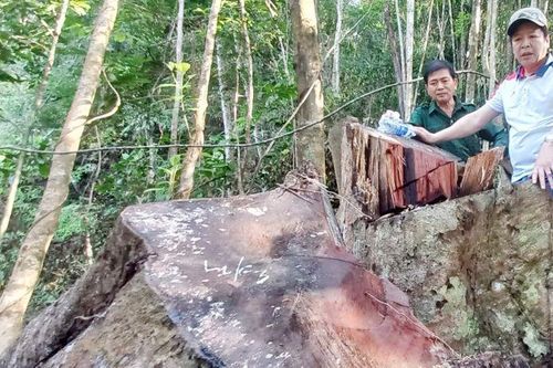 Quảng Nam: Sớm điều tra, xử lý nghiêm vụ phá rừng trái phép tại huyện Đông Giang