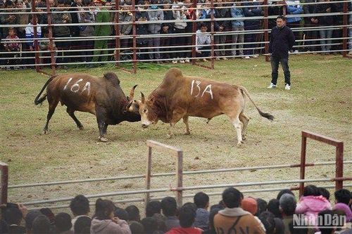 Kịch tính hội thi chọi bò huyện Hà Quảng