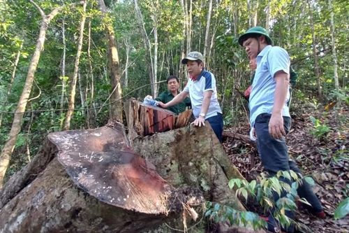 Liên quan đến vụ: 'Rừng phòng hộ Đông Giang vẫn âm ỉ chảy máu': Chủ tịch huyện Đông Giang kiểm tra hiện trường vụ việc sau phản ánh của Chuyên đề Công an TP Đà Nẵng