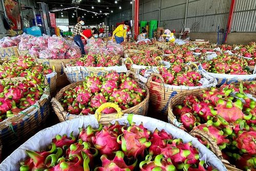 Tháo gỡ khó khăn để thanh long ruột đỏ LD1 'xuất ngoại'