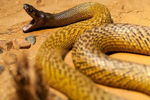 Điểm danh những loài độc xà nguy hiểm nhất hành tinh, chớ dại đến gần