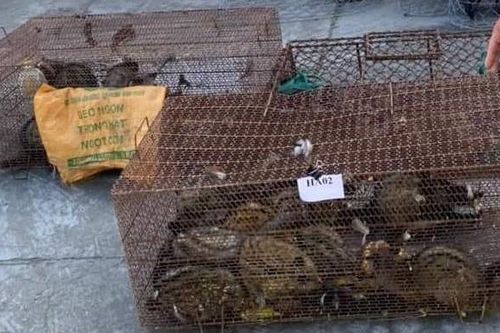 Bắt quả tang đối tượng có hành vi mua bán, tàng trữ trái phép động vật hoang dã
