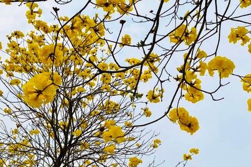 Phong linh nở vàng rực ở La Khê