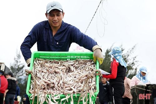 Vui mùa lộc mới ở Hà Tĩnh