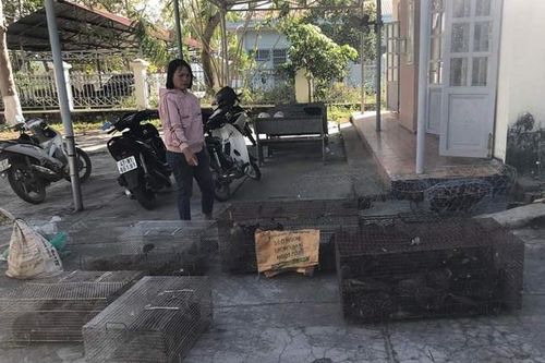 Lâm Đồng: Tạm giữ đối tượng mua bán, tàng trữ động vật hoang dã lớn