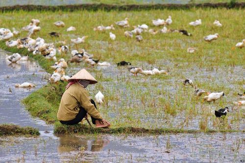 Các nước ASEAN trước cơ hội từ việc EU thúc đẩy phát triển 'nông nghiệp xanh'