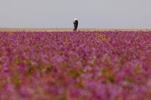 Sa mạc Saudi Arabia nhuộm sắc tím hút khách du lịch