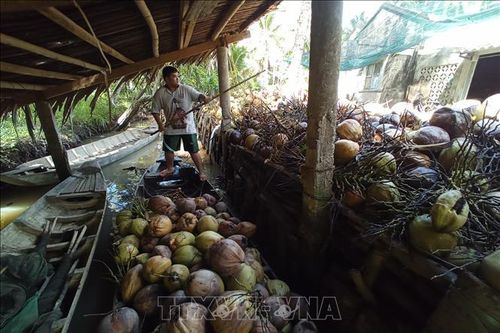 Giá dừa vẫn thấp trong mùa nghịch vụ