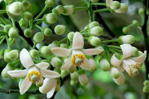 Mua hoa bưởi kèm theo một củ sả rồi dùng theo cách này, đúng 3 ngày sau bạn sẽ thấy điều kì diệu