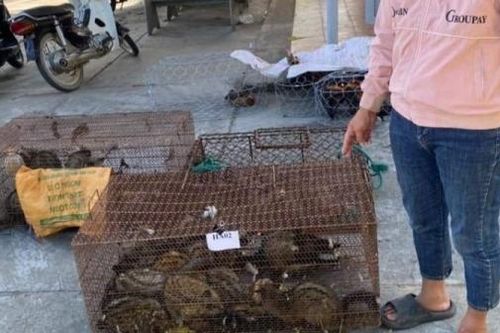 Phát hiện 'ổ' nuôi nhốt động vật hoang dã trái phép