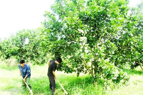 Toàn tỉnh gieo trồng hơn 27.800ha cây hàng năm
