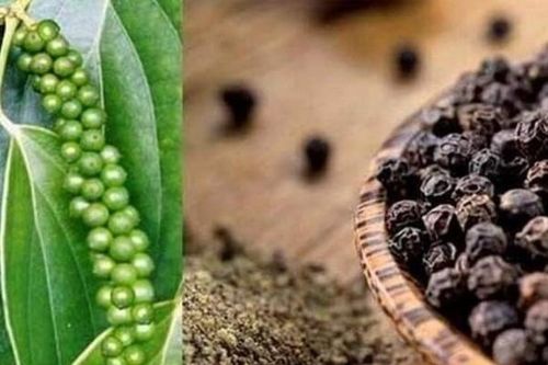Xuất khẩu hạt tiêu có dấu hiệu phục hồi và khởi sắc