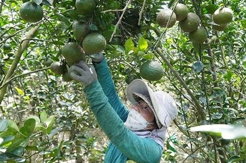 Nông sản miền Tây: Đừng để xảy ra 'điệp khúc' chặt, trồng