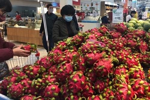 Doanh nghiệp xuất khẩu thanh long bế tắc khi vào thị trường Nhật Bản