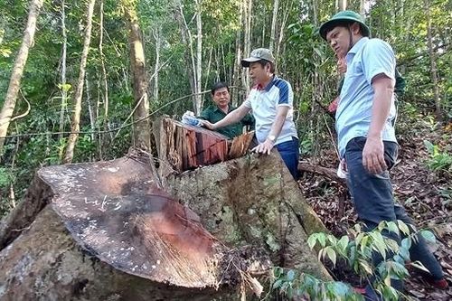 Xác định số gỗ bị thiệt hại trong vụ phá rừng ở Quảng Nam