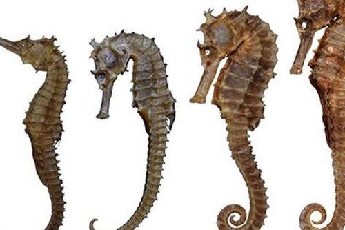 Cá ngựa giúp lưu thông khí huyết, cường dương