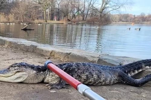 Cá sấu bất ngờ xuất hiện ở công viên New York