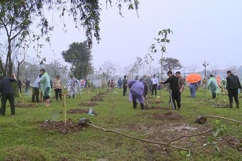 Hà Tĩnh: Phấn đấu trồng mới 23.000 cây xanh xây dựng không gian đô thị