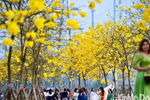 Giới trẻ thích thú check-in với đường hoa Phong Linh nở rực vàng