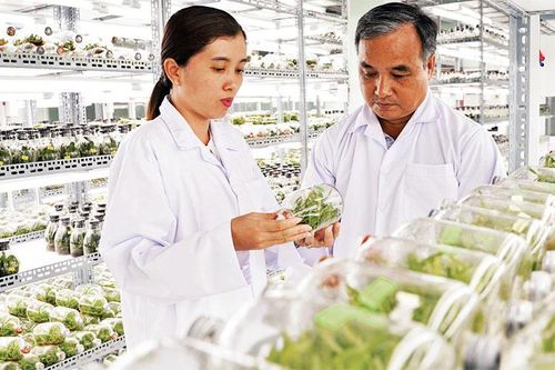 Sản xuất giống cây, con chất lượng cao