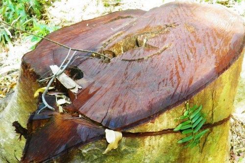 Quảng Bình: Lâm tặc chặt phá nhiều cây gỗ trong rừng phòng hộ Quảng Ninh