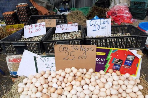 Giá trứng hạ nhiệt, nhiều thương lái tung chiêu trò giải cứu
