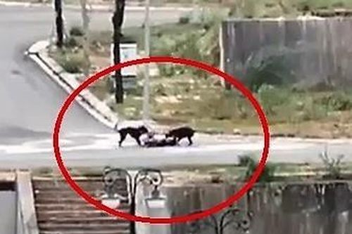 Vụ nam sinh viên bị 2 con chó tấn công gây thương tích: Phạt chủ nuôi 1,5 triệu đồng
