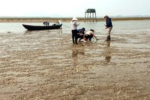 Hà Tĩnh: Nghêu nuôi bị chết hàng loạt chưa rõ nguyên nhân
