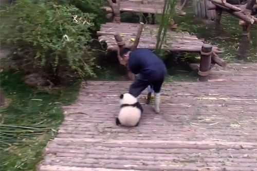 'Cười ngất' với hành động 'làm nũng lầy lội' của gấu trúc con