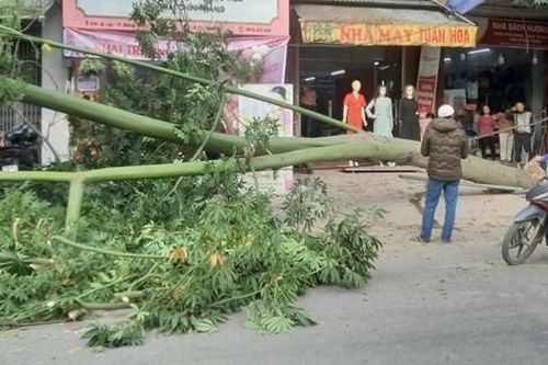 Cây hơn 10m bất ngờ đổ xuống đường đúng lúc 2 cô gái đi xe máy qua