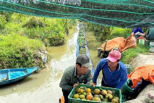 'Giải cứu' hàng trăm tấn cam sành của nông dân Vĩnh Long
