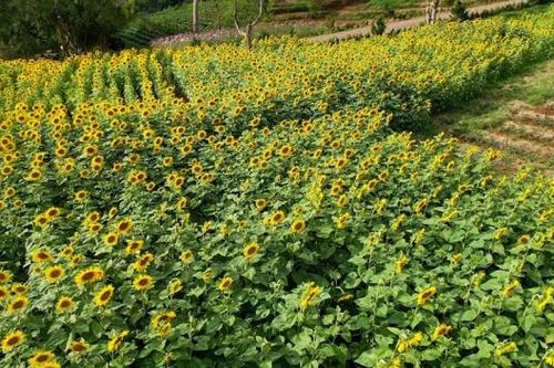 Hoa hướng dương rực vàng giữa đồi chè