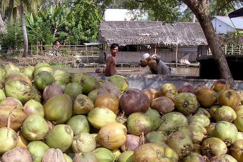 Bến Tre: Giá dừa thấp trong mùa nghịch vụ, nhà vườn lao đao