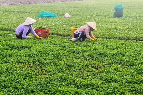 Bạc Liêu: Huy động các nguồn lực thực hiện giảm nghèo bền vững