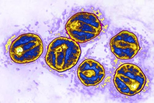 Ca bệnh thứ 3 trên thế giới khỏi HIV/AIDS nhờ cấy ghép tế bào gốc