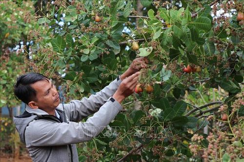 Năng suất điều tại Gia Lai giảm do ảnh hưởng thời tiết