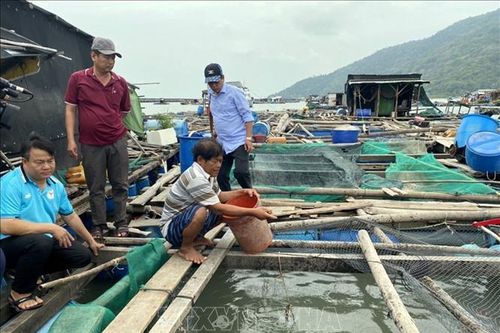 Kiên Giang: Giám sát chặt cá nuôi lồng bè và nhuyễn thể bị chết để chủ động ứng phó