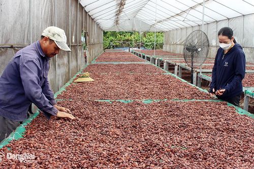 Dự án cánh đồng lớn ca cao xen điều: Không đạt mục tiêu kỳ vọng