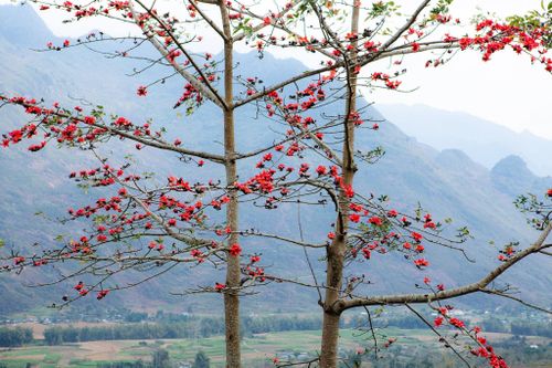 Hà Giang: Lễ hội hoa Mộc Miên huyện Mèo Vạc diễn ra ngày 4/3