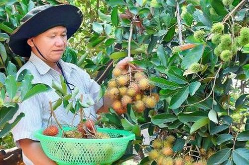 Gia Lai: Phát triển cây ăn quả tăng trưởng từ tiềm lực địa phương