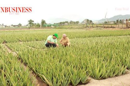 Mở rộng vùng nguyên liệu chế biến nông sản để cùng hái 'quả ngọt'