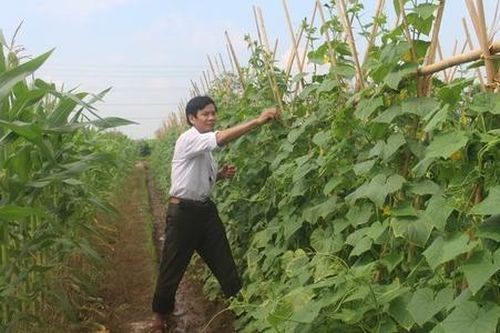 Linh hoạt trong sản xuất, HTX Liên Ấp giúp nhiều thành viên thoát nghèo