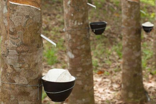 Xuất khẩu cao su nửa đầu tháng 2 tăng 95% về lượng