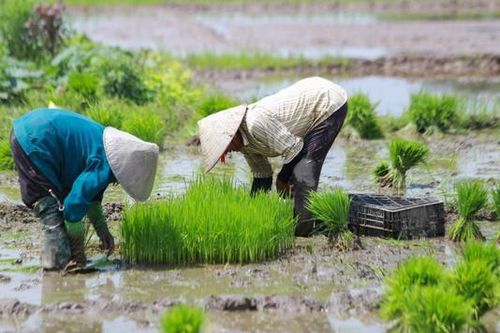 Hoàn thành cơ bản lấy nước vụ xuân