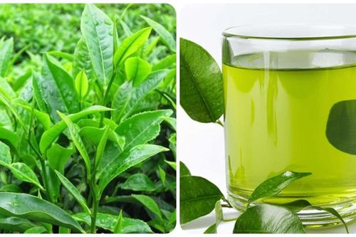 Uống trà xanh tươi mỗi ngày có tốt không?
