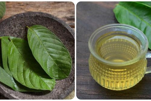 Uống nước lá ổi nhiều có tốt không?